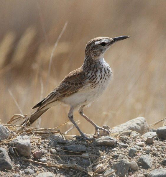 …perhaps finding another local speciality on the way - Benguela Long-billed Lark.